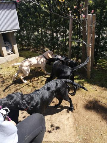 兄弟犬のお家でお庭遊び