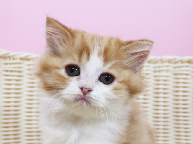 スコティッシュフォールド