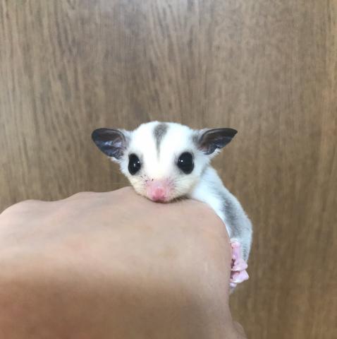 フクロモモンガ　プラチナ