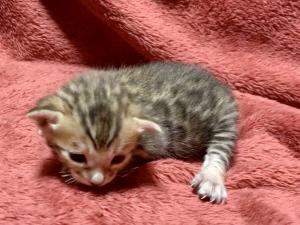 ベンガル