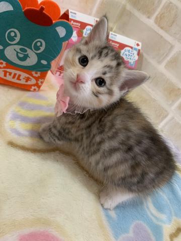 マンチカン短足