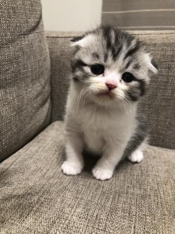 スコティッシュフォールド