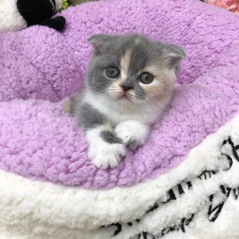 スコティッシュフォールド