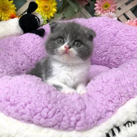 スコティッシュフォールド