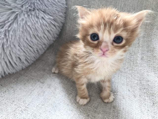 ミヌエット（旧ナポレオン） 足長ちゃん♡出張見学お届けサービス実施中⭐︎