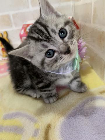 マンチカン短足
