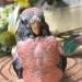 アキクサインコ