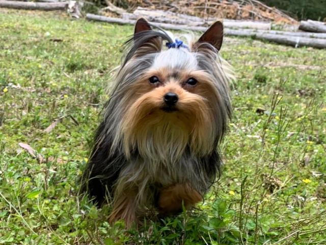 ヨークシャーテリア