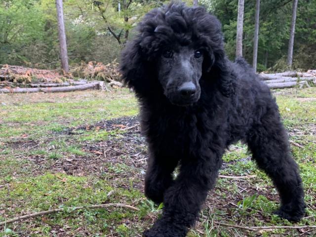 スタンダードプードル