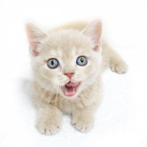 ブリティッシュショートヘア