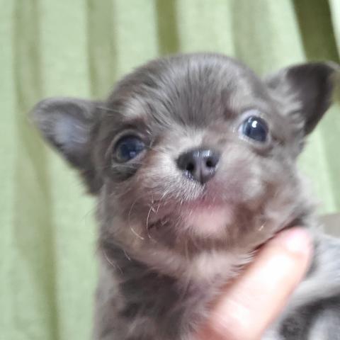 チワワ（ロングコート）
