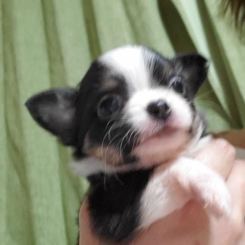 チワワ(ロングコート)