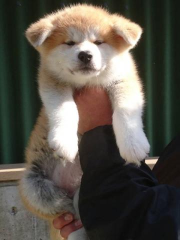 秋田犬