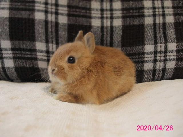 純血ネザーランドドワーフ 子犬や子猫たちのペット販売情報が満載 ペットステーション 純血ネザーランドドワーフ 子犬や子猫たちのペット販売情報が満載 ペットステーション