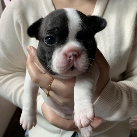 フレンチブルドッグ