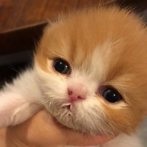 エキゾチックロングヘアー