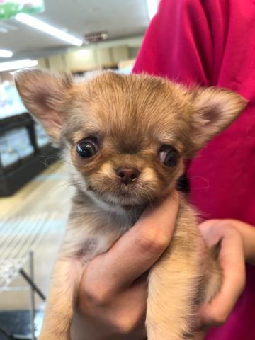 チワワ（ロングコート）