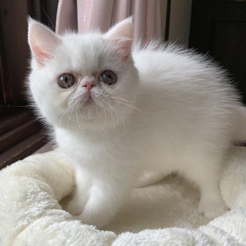 エキゾチックショートヘアー
