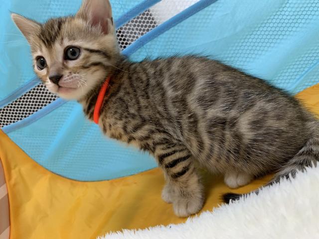 ベンガル 子犬や子猫たちのペット販売情報が満載 ペットステーション ベンガル 子犬や子猫たちのペット販売情報が満載 ペットステーション