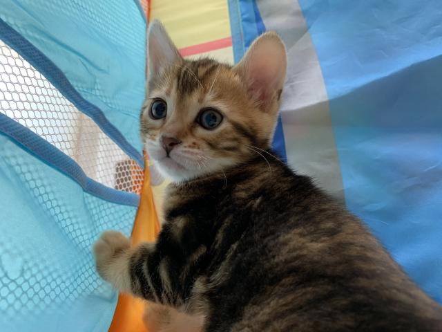 ベンガル