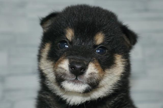 柴犬（20201）