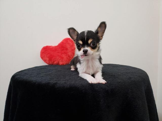 チワワ(ロングコート)