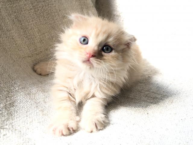 スコティッシュフォールド値下げしました♡出張見学お届けサービス実施中⭐︎