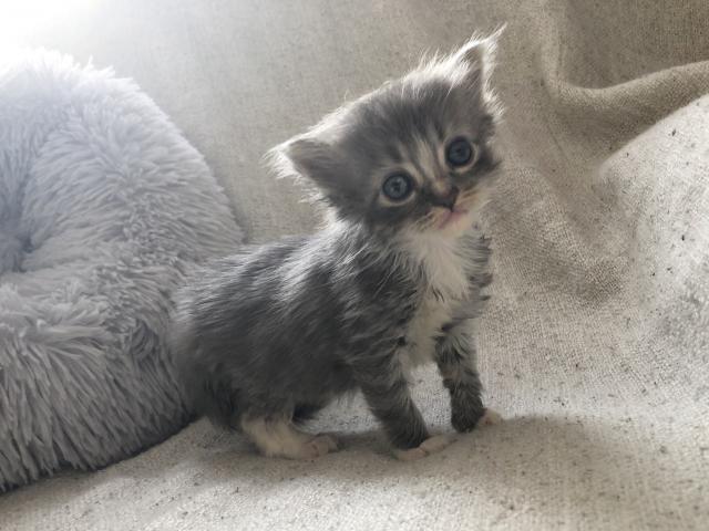 ミヌエット（旧ナポレオン）長毛♡出張見学お届けサービス実施中⭐︎