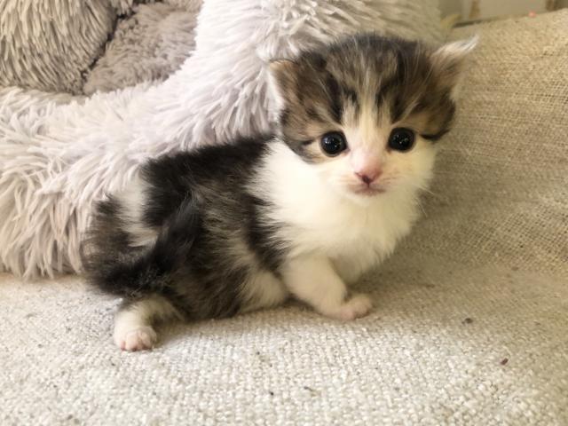 マンチカン　足長 ロングヘア♡出張見学お届けサービス実施中⭐︎