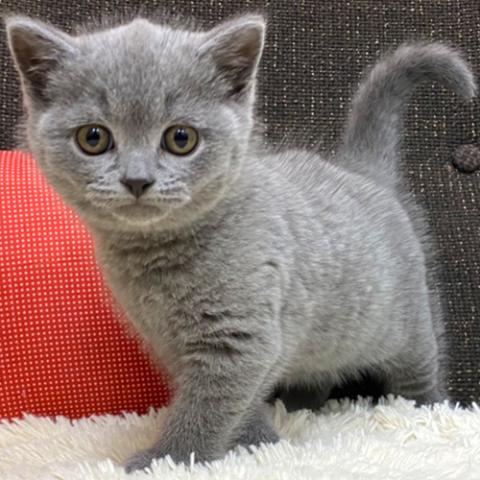 ブリティッシュショートヘア