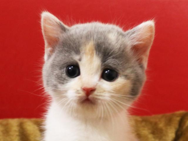 スコティッシュフォールド