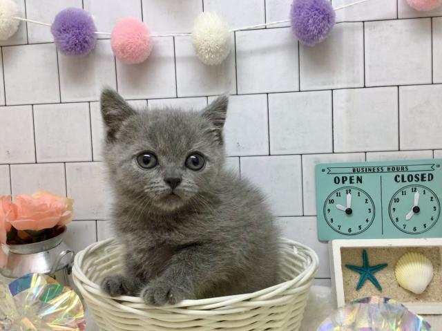 ブリティッシュショートヘア