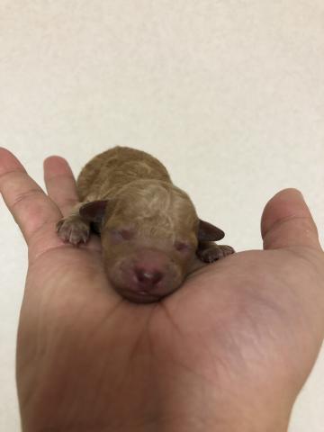 産まれたばかりのプードルちゃんTｶｯﾌﾟ予想🐩