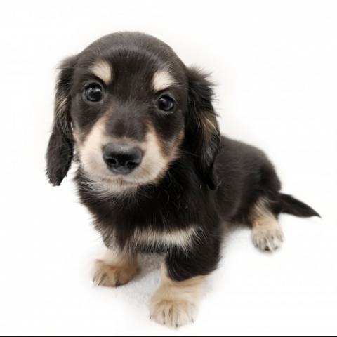 ミニチュアダックスフンド