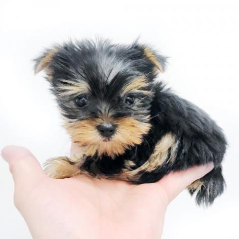 ヨークシャーテリア