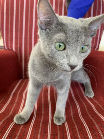 ロシアンブルー