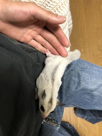 プラチナWF フクロモモンガ