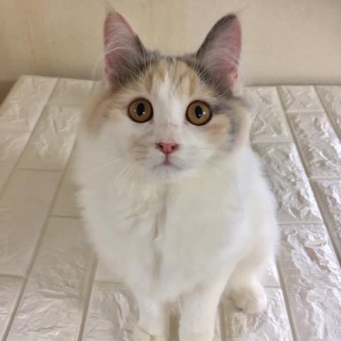 マンチカン