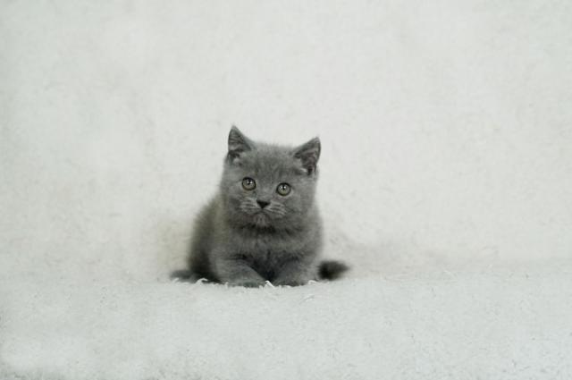 ブリティッシュショートヘア