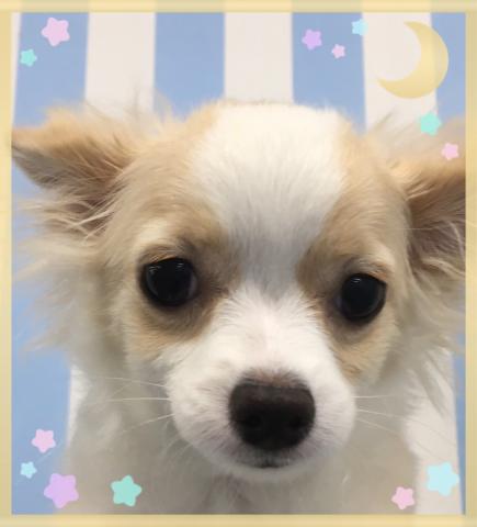 チワワ（ロングコート）