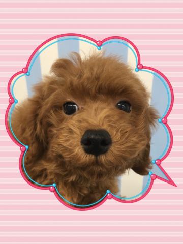 トイプードル