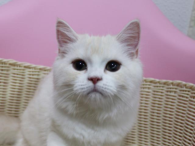 スコティッシュフォールド