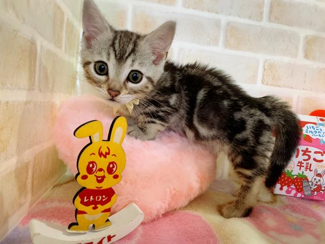 ジェネッタ中足