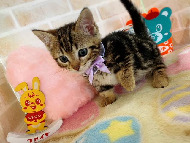 ジェネッタ短足