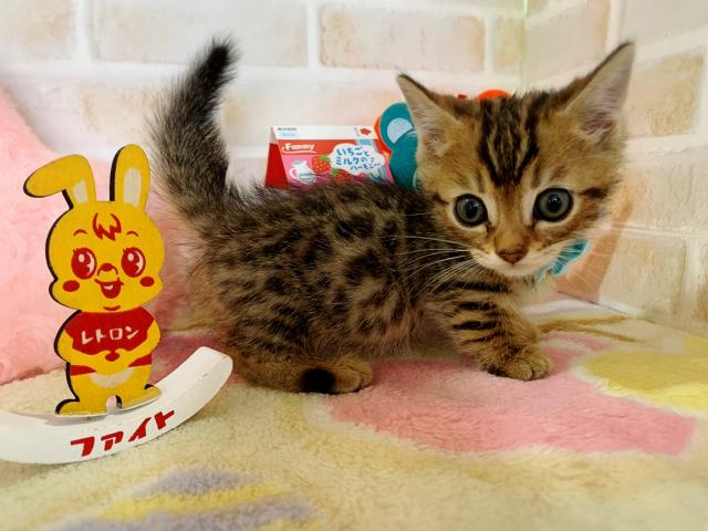 ジェネッタ短足