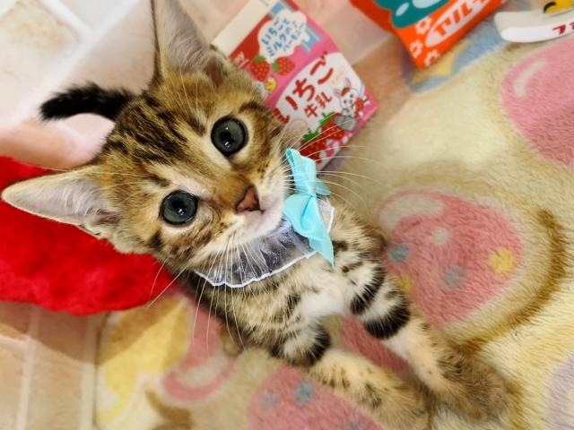 ベンガル