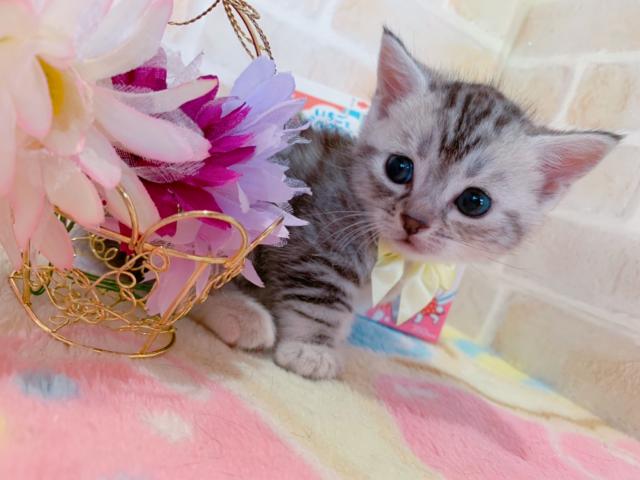 マンチカン短足