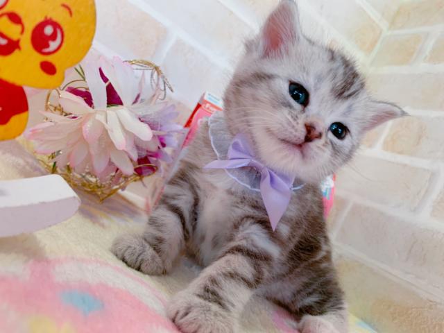 マンチカン足長