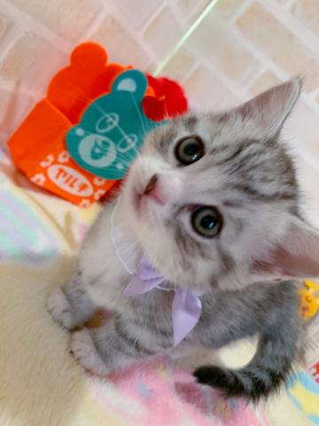 マンチカン短足