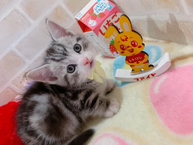 マンチカン中足